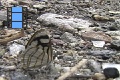 Scene 49e_Close-up of Dynamine s. setabis feeding on ground